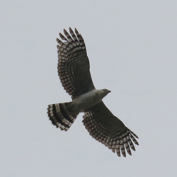 Hook-billed Kite